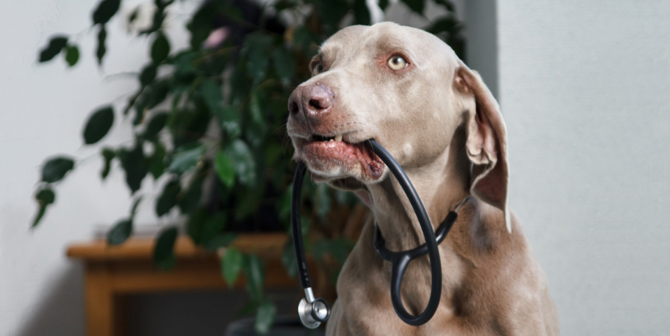 Hond als dierenarts