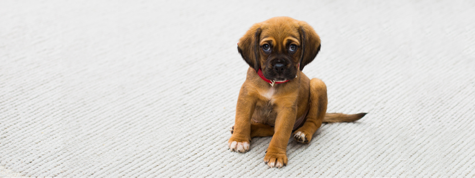 PREVENTIE-Puppie960x360