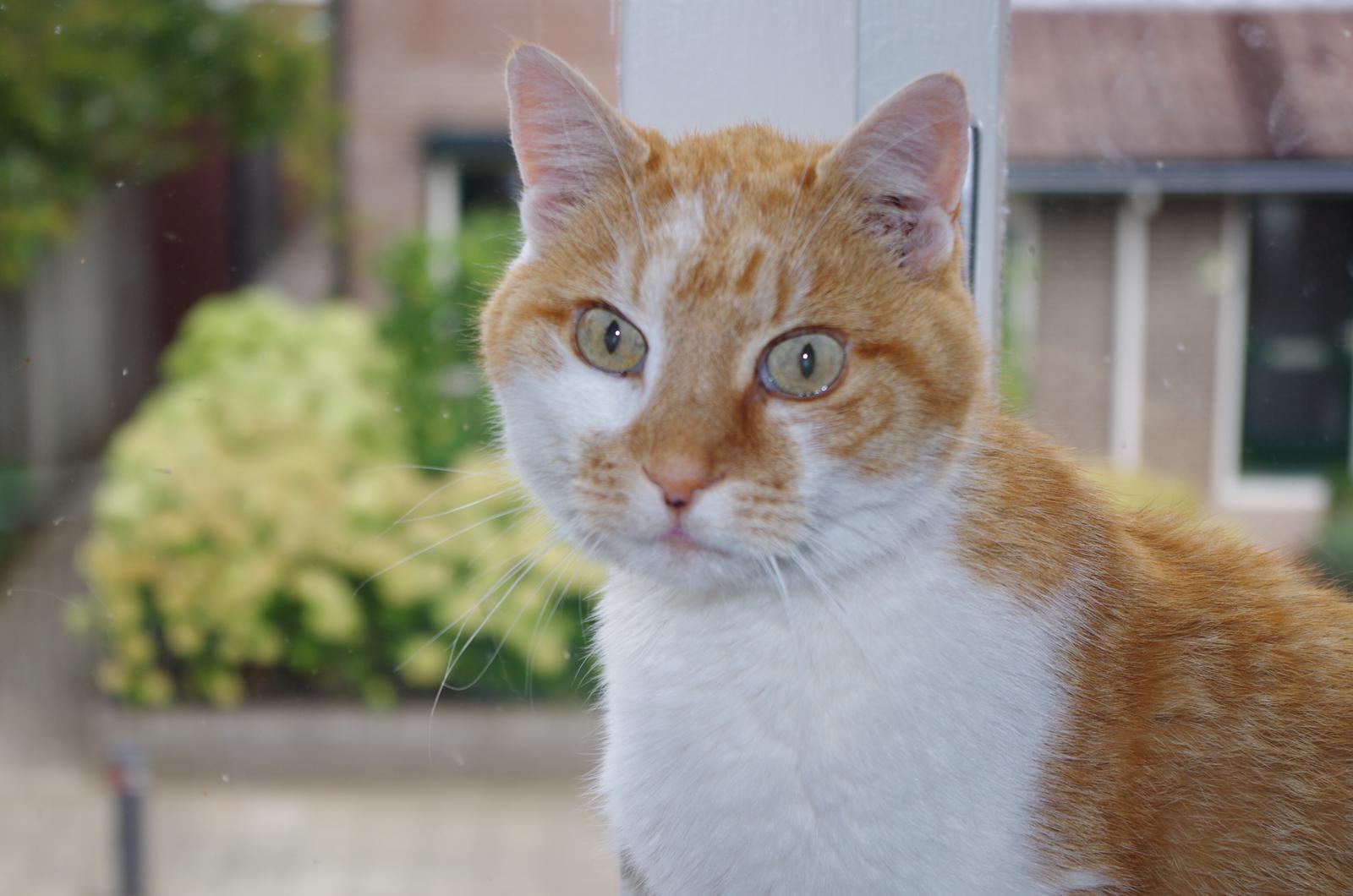 Kat