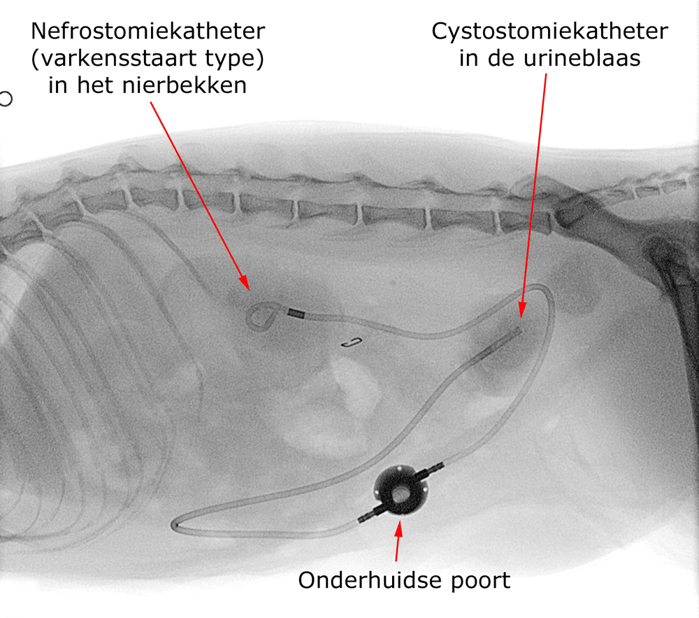 SUB systeem bij ureteropbstructie kat