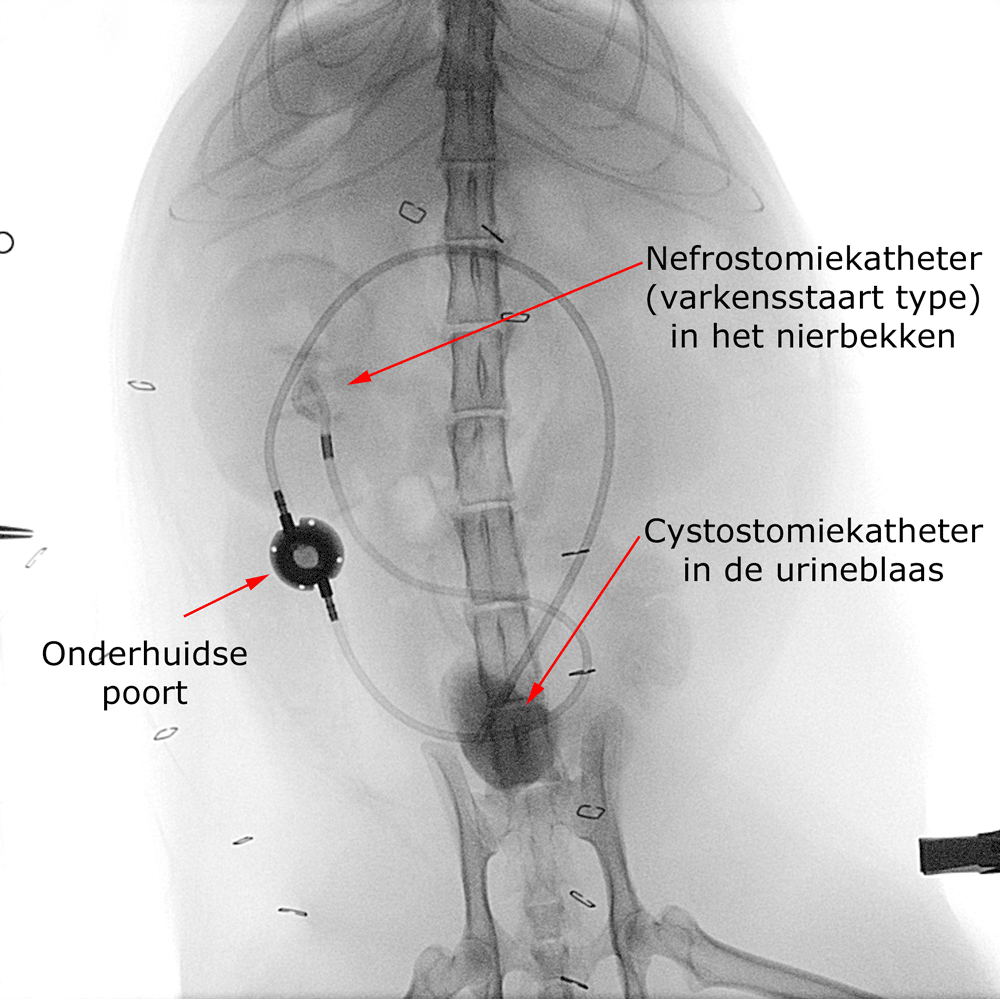 SUB systeem bij ureteropbstructie kat