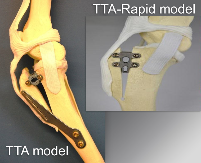 TTA en TTA-rapid model