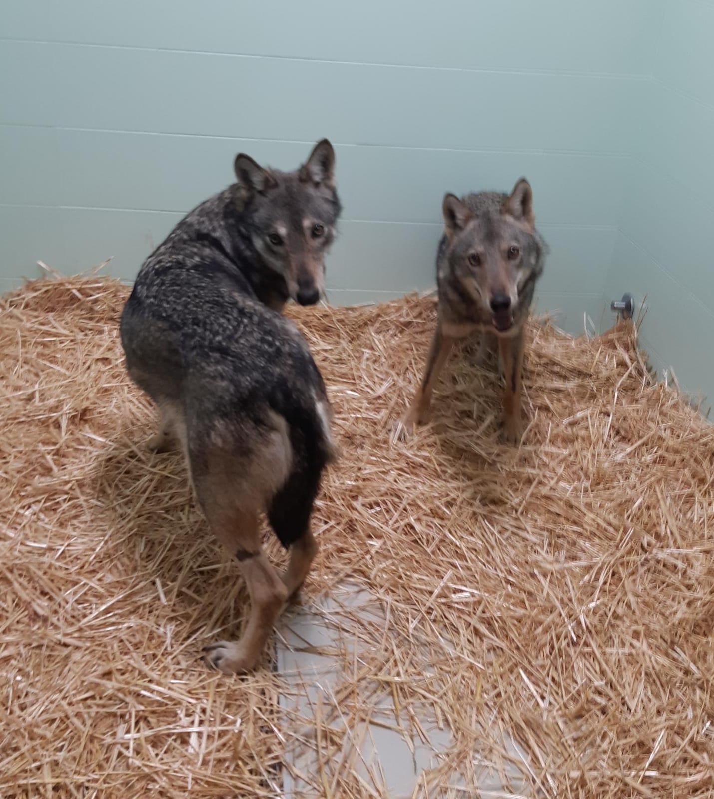 Captured Appenine wolves